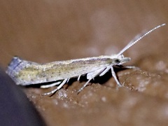 Plutella xylostella