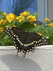 Papilio palamedes