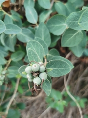 Lonicera