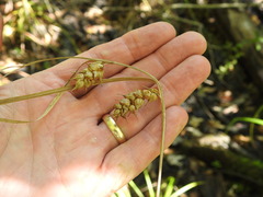 Carex tuckermanii