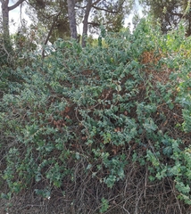 Lonicera