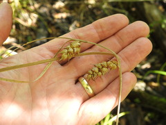 Carex tuckermanii
