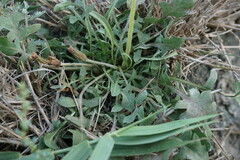 Taraxacum bessarabicum