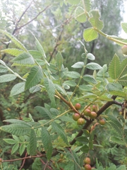 Bursera palmeri
