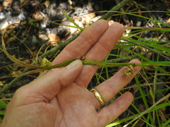 Carex tuckermanii