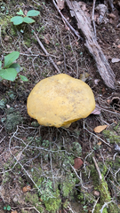 Retiboletus ornatipes