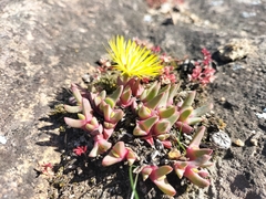Cheiridopsis rostrata