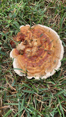 Ganoderma sessile