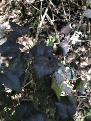 Physocarpus opulifolius