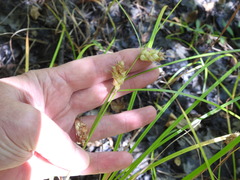 Carex tuckermanii