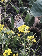 Lycaena tityrus