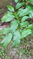 Oxydendrum arboreum