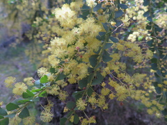 Acacia acinacea