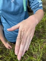 Ocnophiloidea regularis