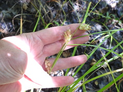 Carex tuckermanii