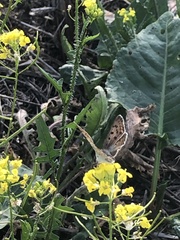 Lycaena tityrus