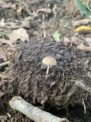 Pluteus