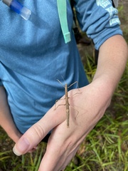 Ocnophiloidea regularis