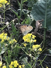 Lycaena tityrus