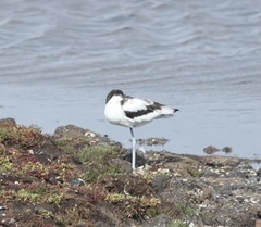 Recurvirostra avosetta