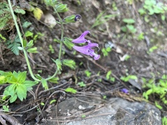 Salvia przewalskii