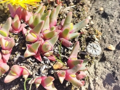 Cheiridopsis rostrata