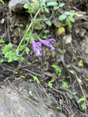 Salvia przewalskii