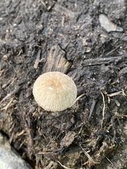 Pluteus