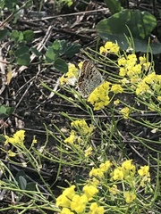 Lycaena tityrus