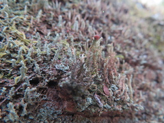 Cladonia floerkeana
