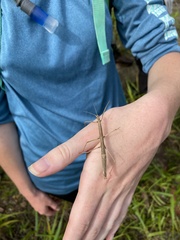 Ocnophiloidea regularis