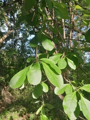 Jatropha sympetala