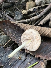 Pluteus