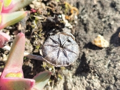Cheiridopsis rostrata