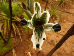 Chloraea bletioides