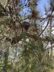 Pinus radiata