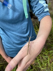 Ocnophiloidea regularis