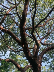 Bursera cinerea