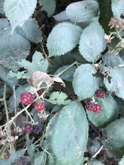 Rubus creticus