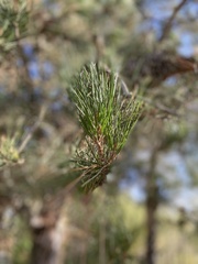 Pinus radiata