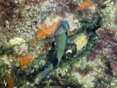 Diplodus vulgaris