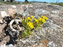 Senecio sarcoides
