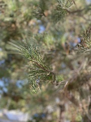 Pinus radiata