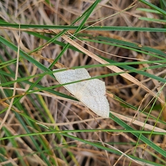 Scopula nigropunctata