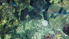 Diplodus vulgaris