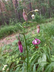 Lilium martagon pilosiusculum