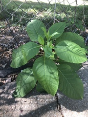 Phytolacca americana