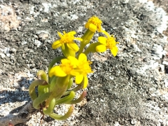 Senecio sarcoides