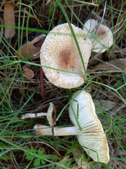 Lepiota lilacea