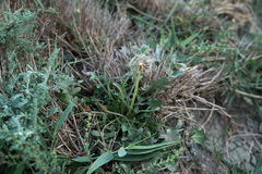 Taraxacum bessarabicum